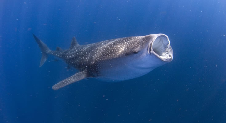 whale-shark-safari-main